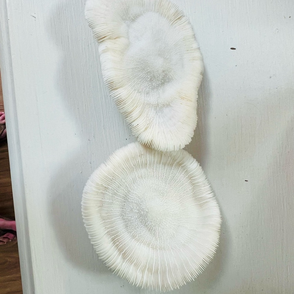 White Natural Mushroom Coral (2 pieces) - Picture 4 of 7
